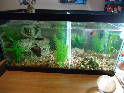Betta v akváriu